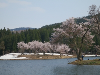 中子の桜5