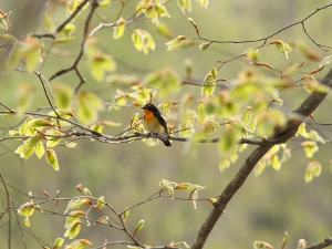 野鳥1