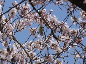 野鳥4