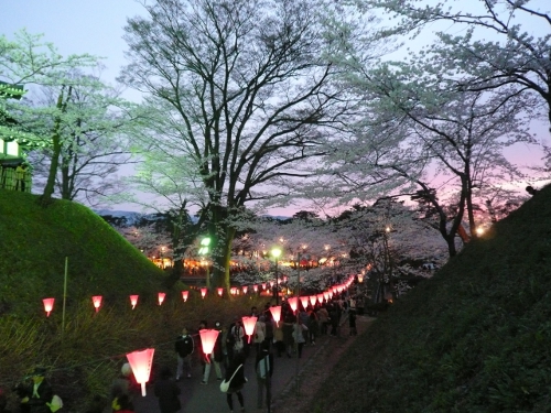 高田夜桜