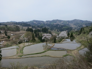 儀明の棚田春