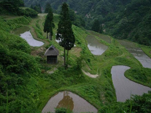 留守原の棚田